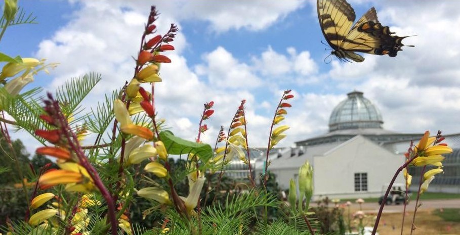 A tiger swallowtail butterfly, the Conservatory & Spanish flag (Ipomoea lobata).