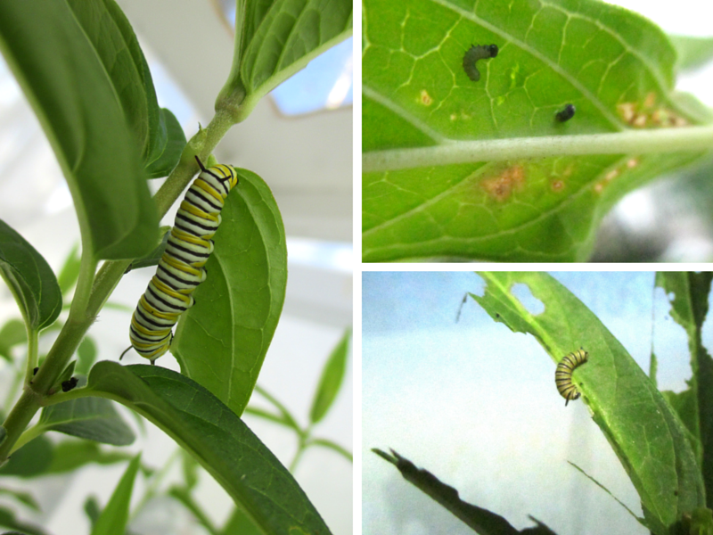 Monarch (Danaus plexippus) caterpillars on milkweed (Asclepias tuberosa)