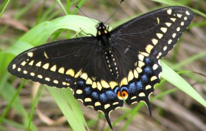 black swallowtail butterfly