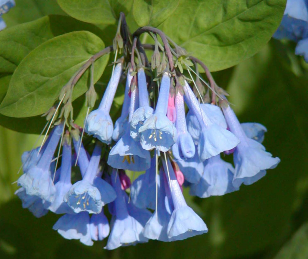 Virginia bluebell (Mertensia virginica) brightens woodlands with hanging trumpets of vibrant color.