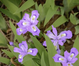 Dwarf Crested Iris Iris cristata JEANNIE WALTMAN