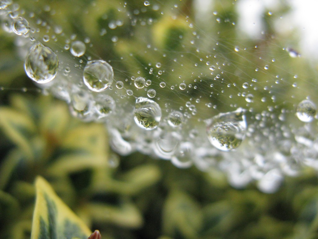 As I got closer, my amazement grew - I discovered perfect spheres of water reflecting tiny images of the Garden.