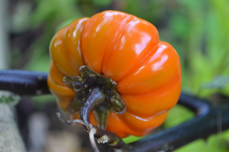 Pumpkin-on-a-Stick or Solanum aethiopicum
