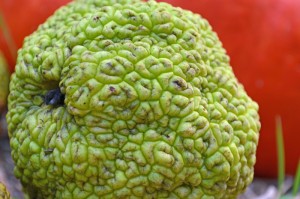 Osage Orange
