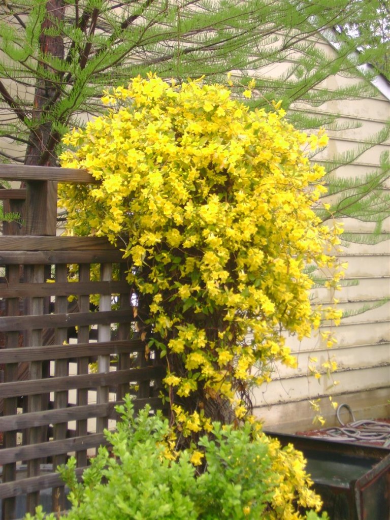 Jessamine vines boast abundant bright-yellow flowers in spring and fall.