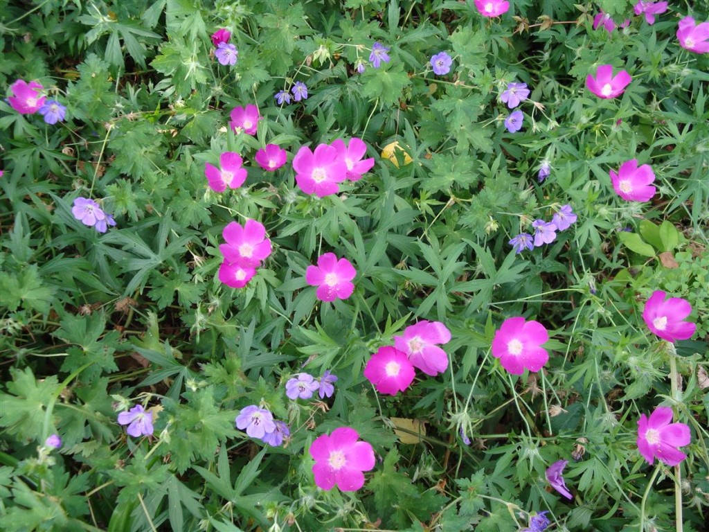 Winecups' long branches spread across the ground to create a colorful mat of drought-tolerant flowers and foliage.