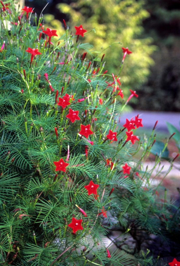 Cypress vine (Ipomoea quamoclit) is easily grown from seed and is a hummingbird favorite!