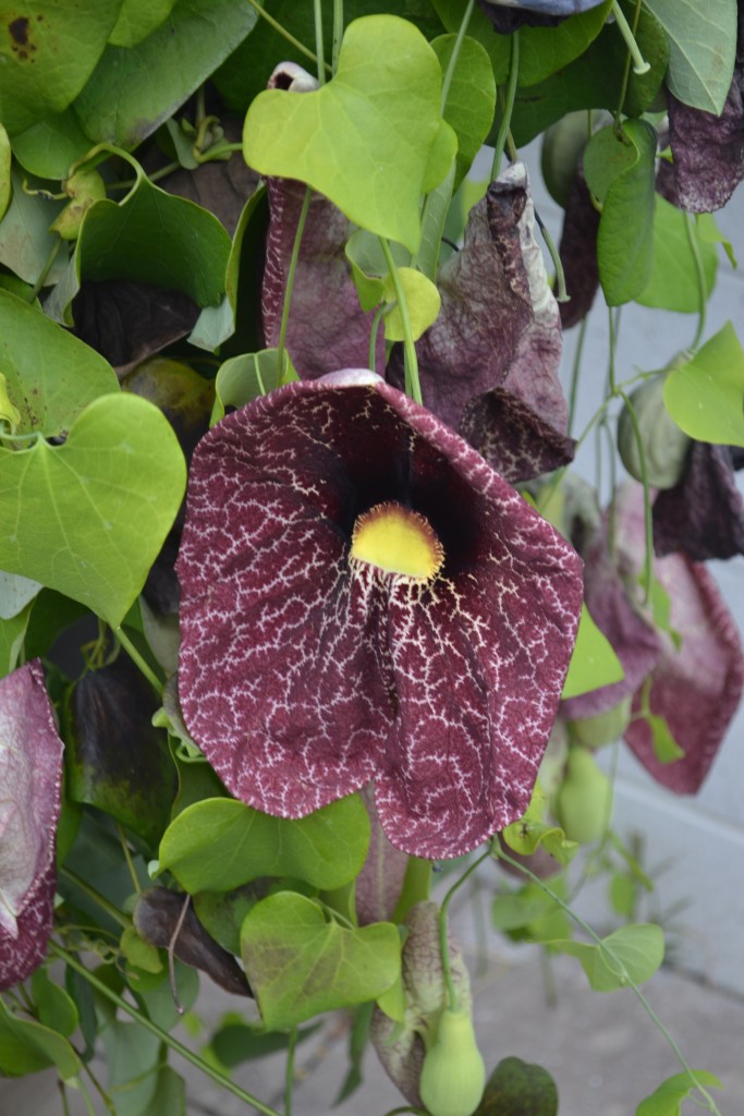 Calico Flower Lewis Ginter Botanical Garden