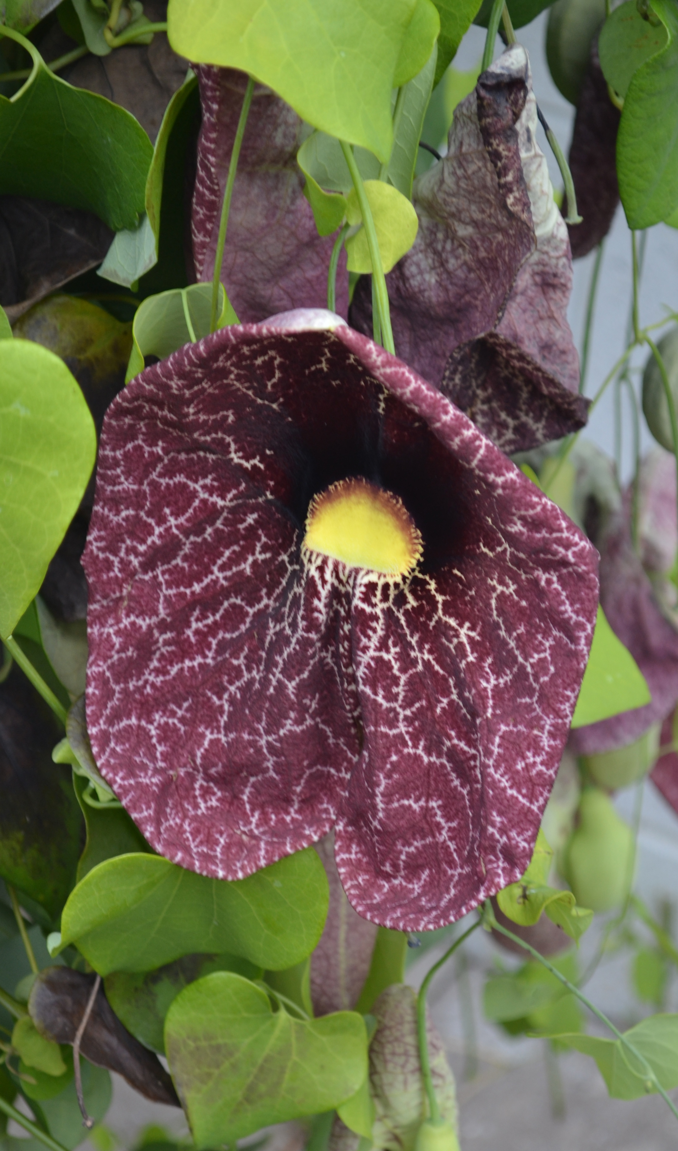 Photo4CalicoFlower3 Lewis Ginter Botanical Garden