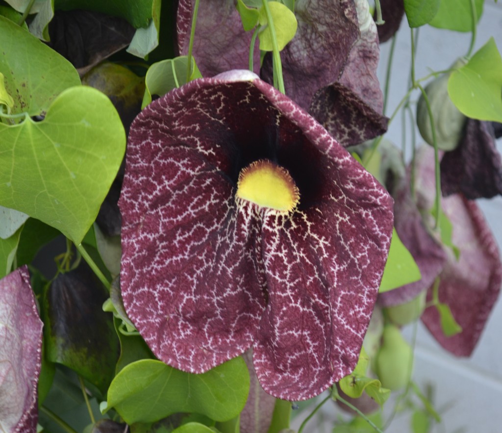 Photo4CalicoFlower6 Lewis Ginter Botanical Garden