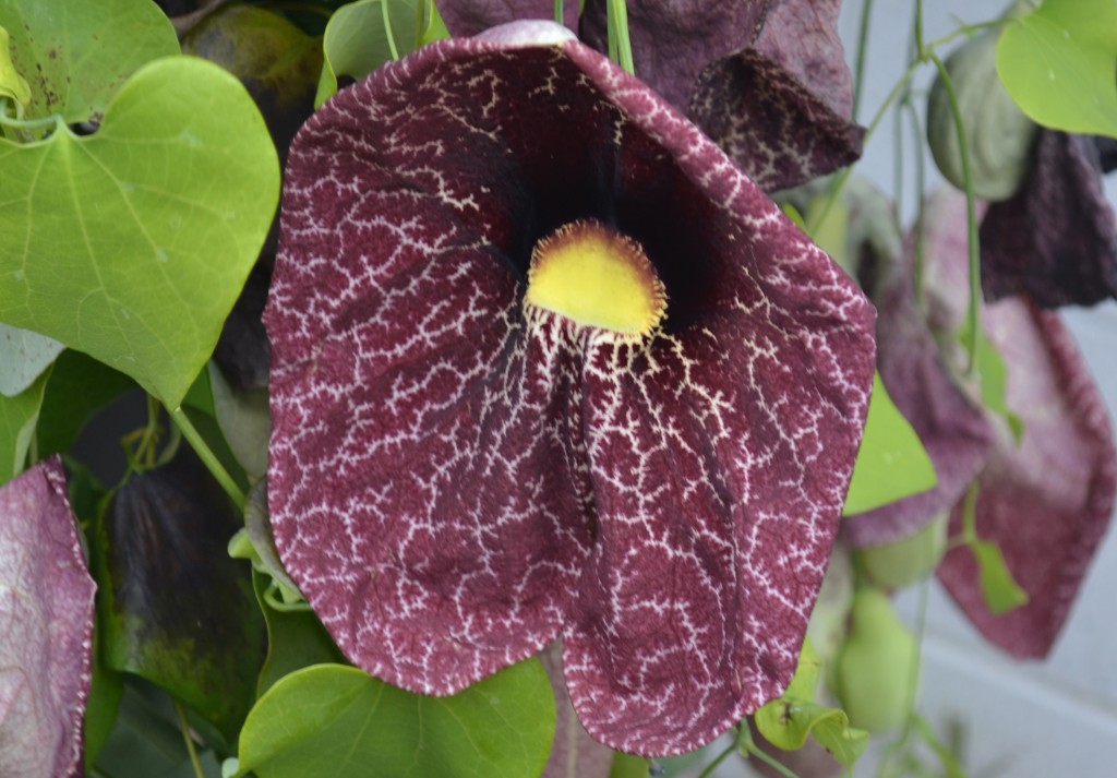 The tropical calico flower (Aristolochia littoralis), a twining evergreen vine, is pollinated by flies that are attracted to its pungent odor. (Photo credit Grace Chapman)