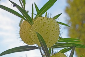 Gomphocarpus physocarpus