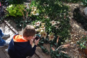 smelling the staphelia