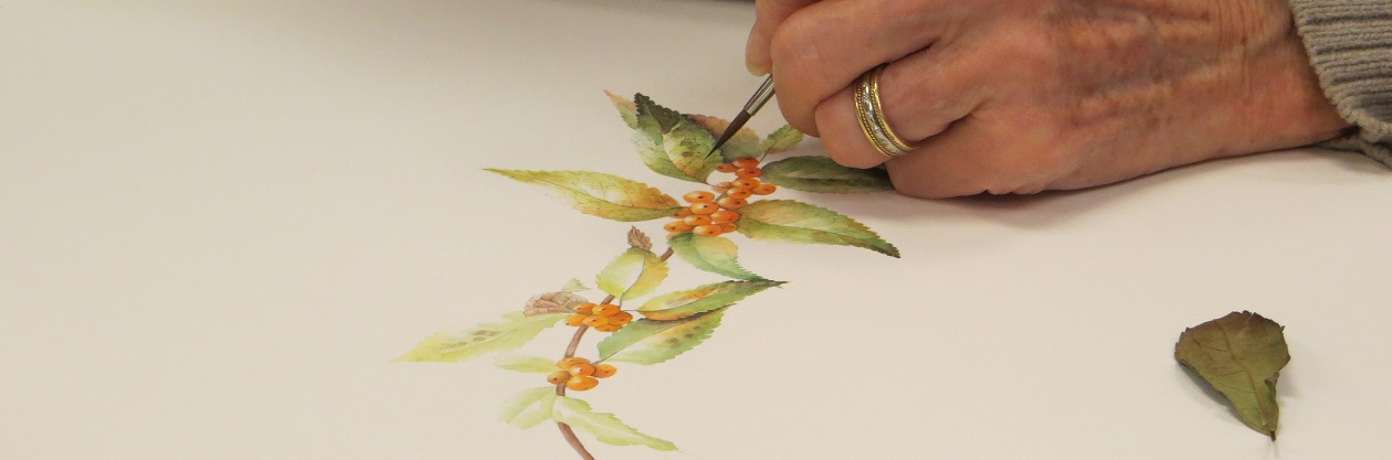 Botanical Illustration