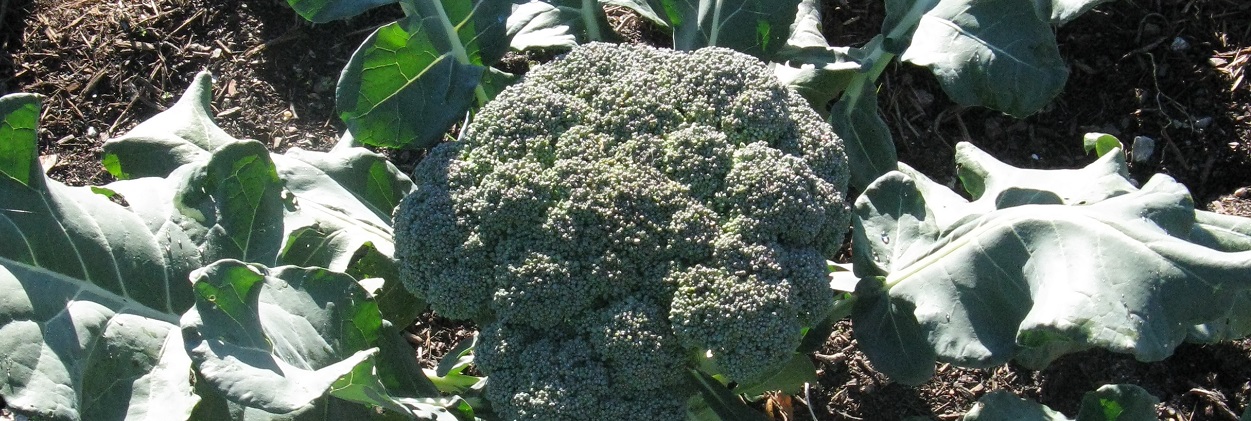 Vegetable Gardening Broccoli