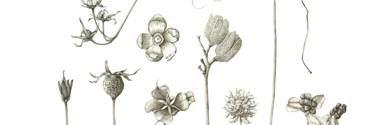 Lara Call Gastinger Botanical Illustration