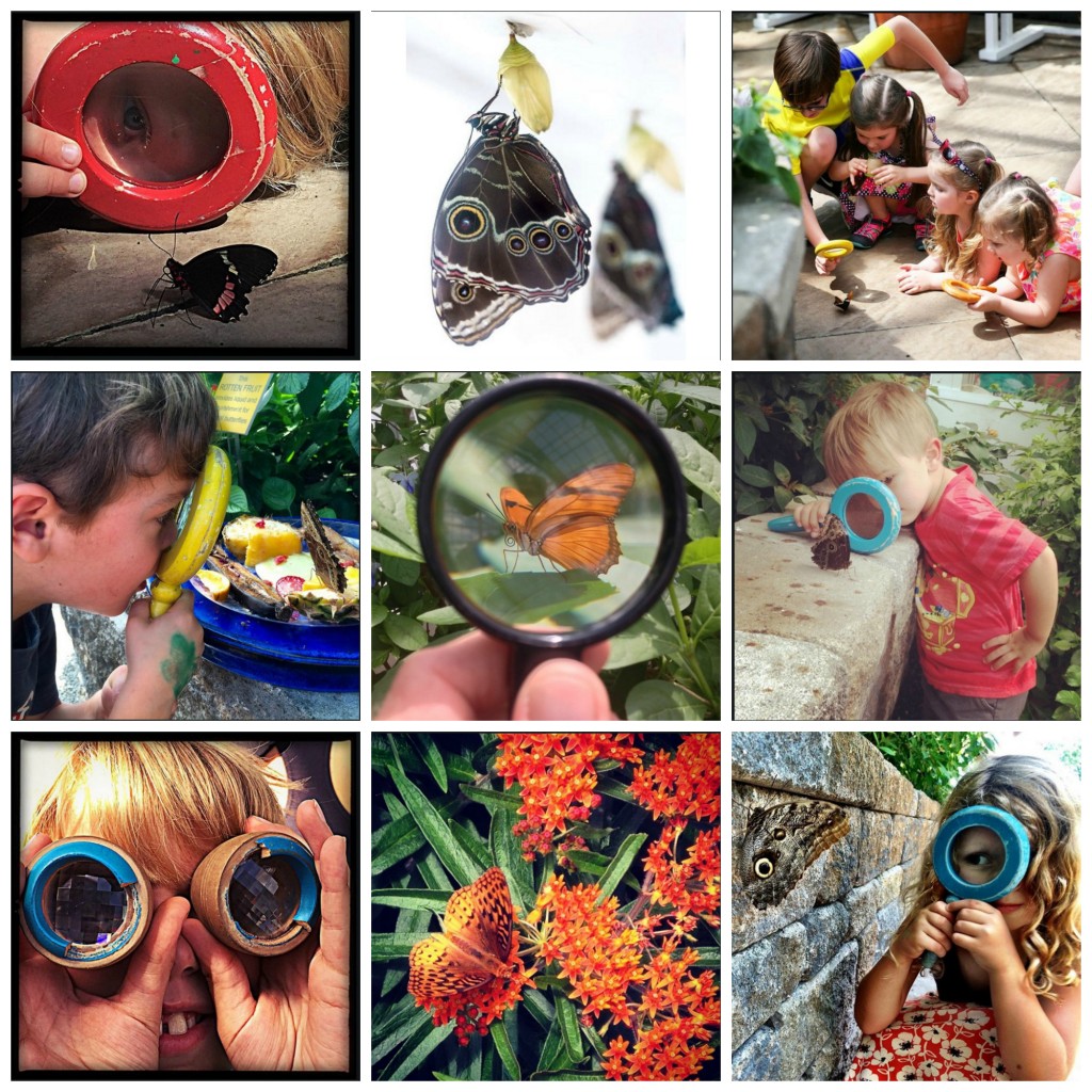 Collage of finalists for #Bflies Instagram contest butterfy's choices