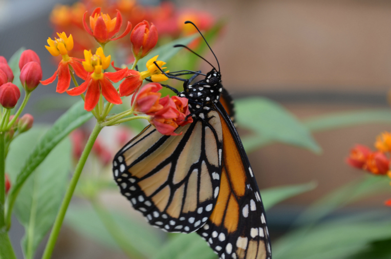 monarch butterfly on tropical milkweed