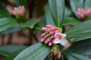 Winter Daphne or Daphne odora