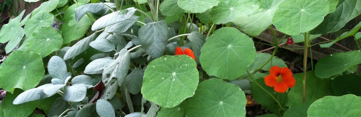 Patio Vegetable Gardens