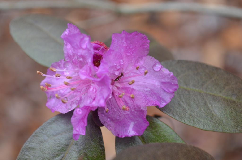 Rhododendron ‘ P.J.M.’ 