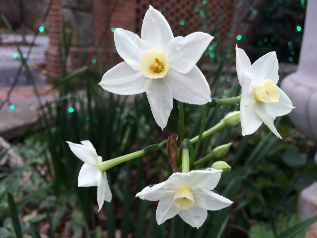 Narcissus 'Grand Primo' blooming in December