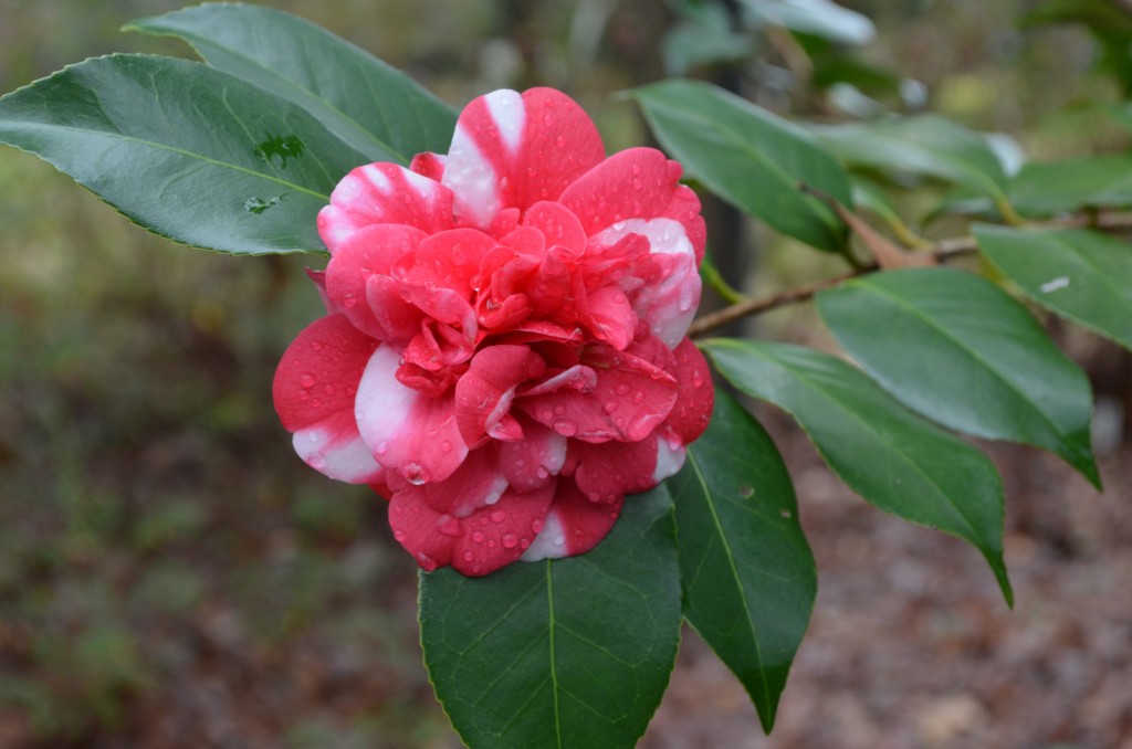 camellia 