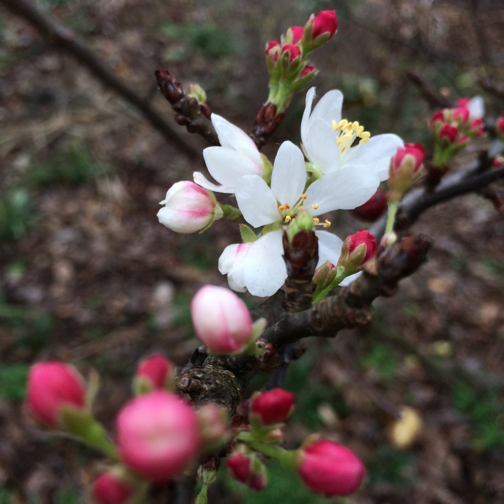 crabapple Malus sp.