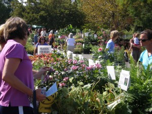 People looking at plants during the fall plant sale.