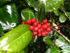 holly berries