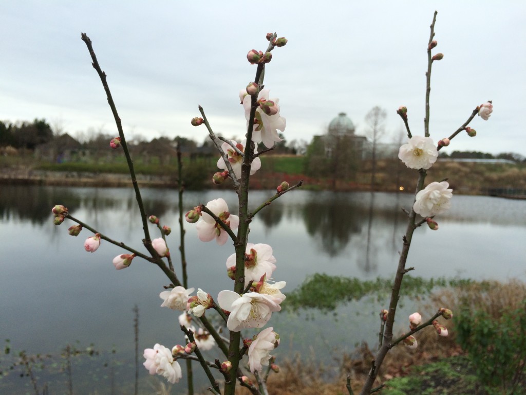 prunus mume josephine