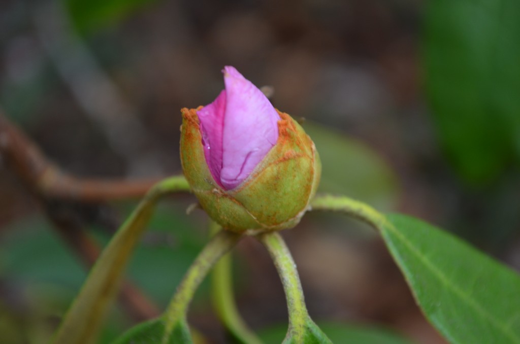 rhododendro bud