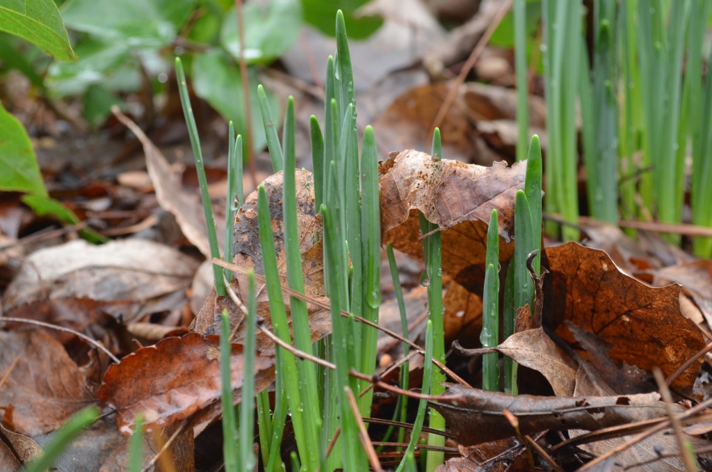 daffodil shoots