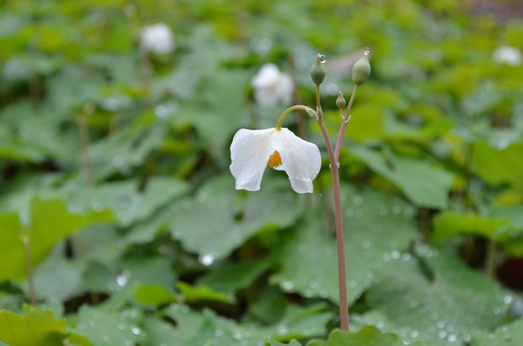 snow poppy Eomecon chionantha