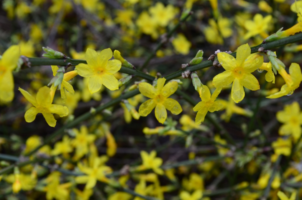 winter jasmine; jasminum nudiflorum