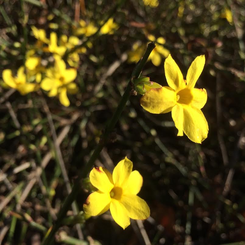 Winter jasmine -- a few of the blooms you might see on your free garden admission visit in January.