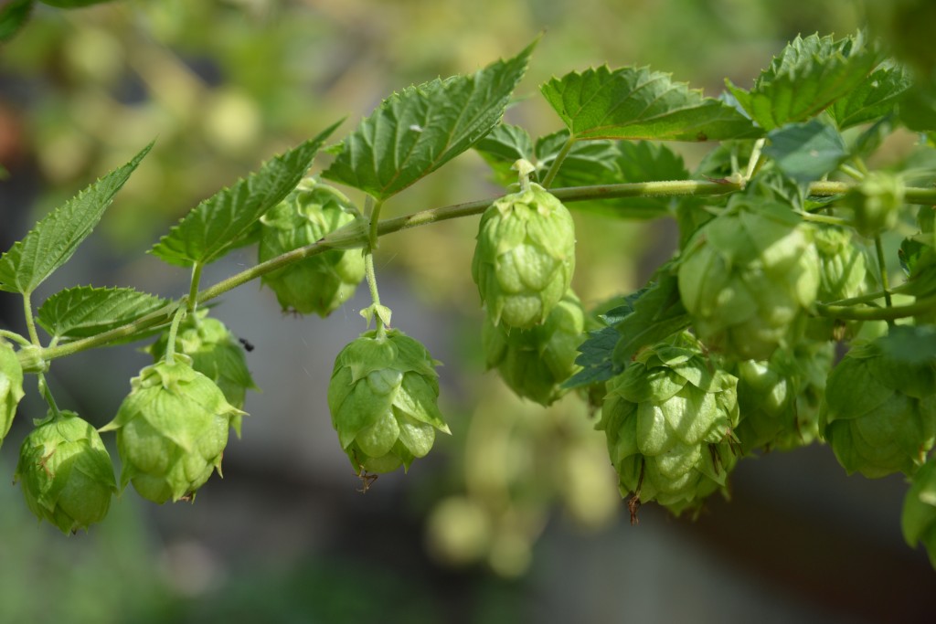 Trends for growing hops connect gardening with backyard brewing. Photo by Grace Chapman Elton