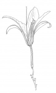 Day Lily drawing by educator Catherine Hoang