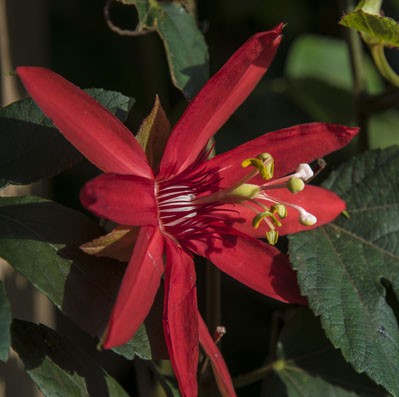 Passiflora coccinea or red passion flower -- just one of the blooms you may see during free admission days. 