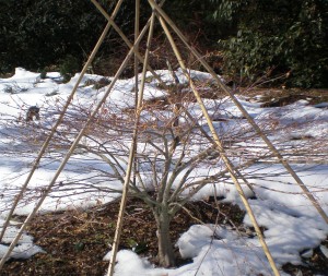 Acer palmatum 'Hanami Nishiki' with a protective tepee.