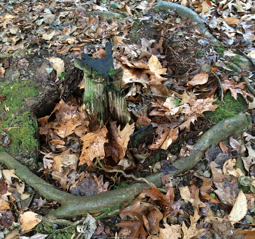 mulch volcanoes can cause root girdling, where the roots grow to encircle the tree and strangle it