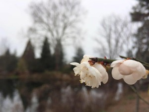 Prunus mume or Japanese apricot 'Josephine' blooming along the Cherry Tree Walk at Lewis Ginter Botanical Garden