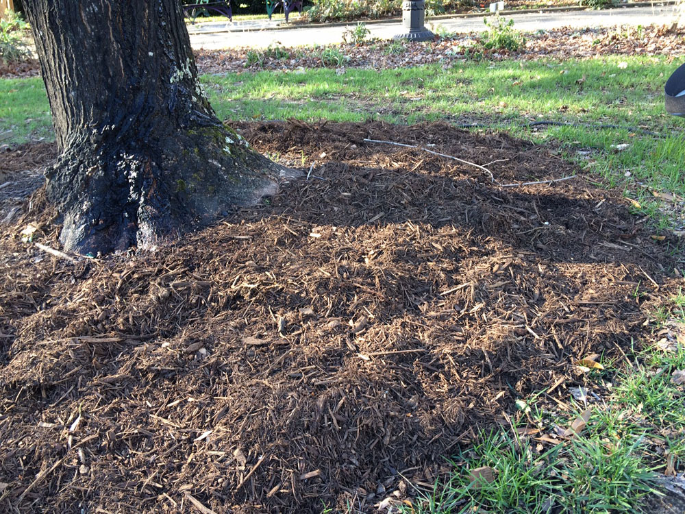 avoid mulch volcanoes by applying mulch in a flat rings which clear the root flare