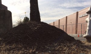 An example of improper mulching at a local shopping center