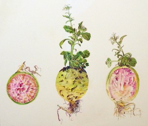Ann Baker - Raphanus satiuus -- Watermelon Radish