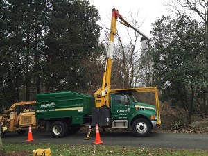 A bucket truck being used to prune a tree