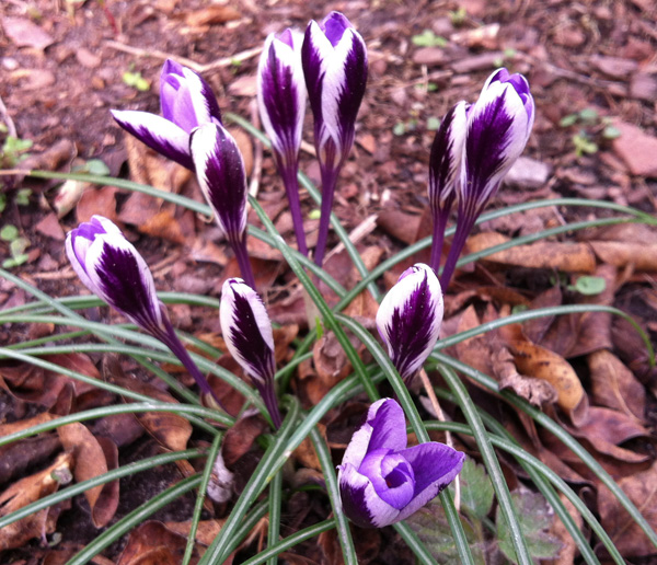 Crocus chrysanthus 'Blue Bird' Lewis Ginter Botanical Garden