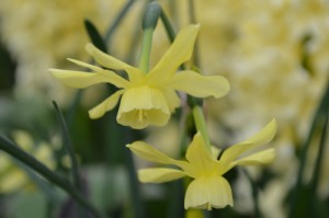 Triandrus Daffodil Narcissus 'Hawera'