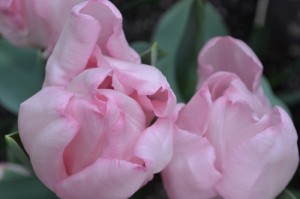 Triumph tulip Tulipa 'Rejoice'