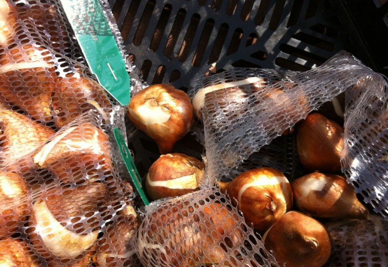 10 Tips for Gardening in Winter Lewis Ginter Botanical Garden